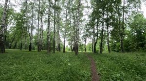 хорошо гуляю по лесу 45