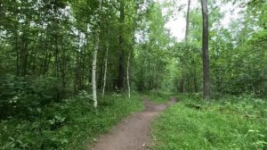 хорошо гуляю по лесу 59