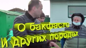 Бакфаст vs другие породы: мнения тюменских пчеловодов. Беседа на пасеке в Нижнеингале 🐝🗣️