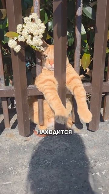 ДОМИК КОШЕК В ВАЛЕНСИИ 