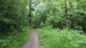 хорошо гуляю по лесу 93