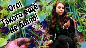 Нашла телефон и отправилась за сокровищами в новое место!