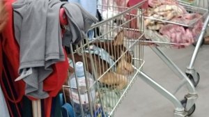 Ей хорошо лежит, а нам стоять ещё час