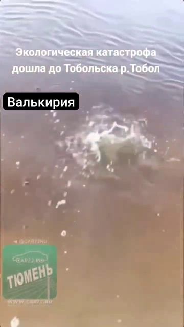 1786052802217.mp4