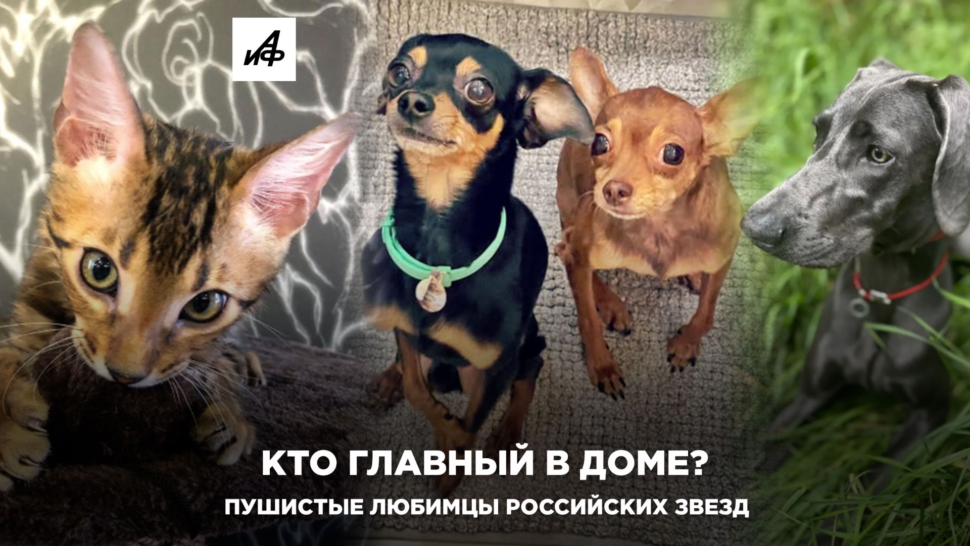 Кто главный в доме? Пушистые любимцы российских звезд