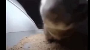 кот