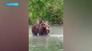 МЕДВЕДИЦЫ НАЧАЛИ ПРИВОДИТЬ ДЕТЁНЫШЕЙ НА РЫБАЛКУ В КРОНОЦКОМ ЗАПОВЕДНИКЕ • НОВОСТИ КАМЧАТКИ