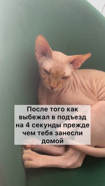 Правдивая история