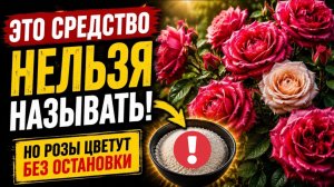 ЗАПЕЩЁННЫЙ СЕКРЕТ ДЛЯ РОЗ: ЦВЕТУТ КАК БЕШЕНЫЕ! НЕ ГОВОРИТЕ СОСЕДЯМ!