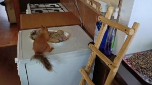 пятница с дикими животными за окном