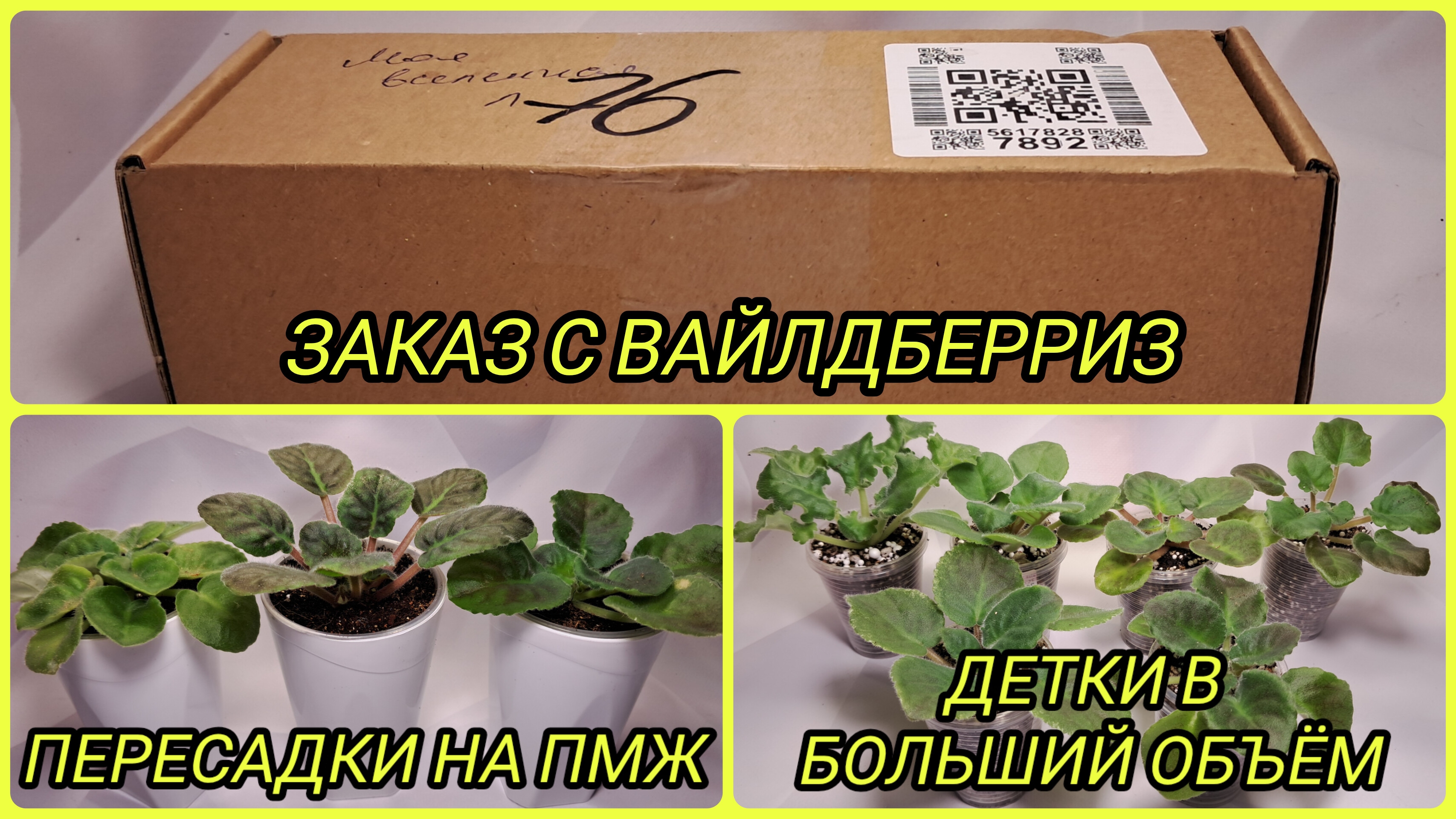 Заказ с ВБ. Пересадка фиалок на ПМЖ. Пересадки деток в больший объём.