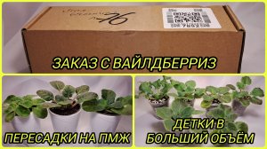 Заказ с ВБ. Пересадка фиалок на ПМЖ. Пересадки деток в больший объём.