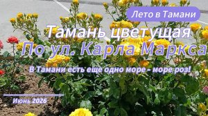 Тамань цветущая. Розы по ул. Карла Маркса