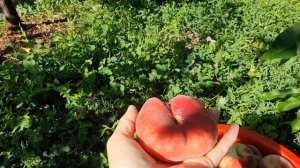 Персик Гелакси. 7. 08. 26