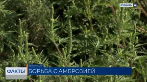 С начала года более 500 выездов по выявлению амброзии провели на Кубани