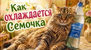 7.08.26. В городе Африка ☀️. Нас засыпают !!!! Как охлаждается Семочка.