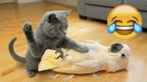 Забавные попугаи встречают смешных кошек  Самое драматичное, хаотичное и вирусное животное