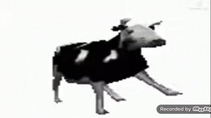 Cow dancing to a polish song 1min 2secound