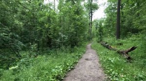 хорошо гуляю по лесу 84