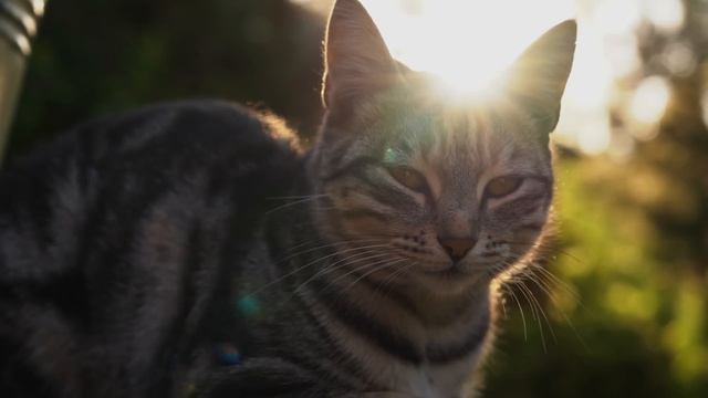 Kənd Həyatı. Выпечка яблочного пирога со свежими яблоками