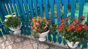 🏡 Огородно-тепличный Vlog. Цветы, томаты, перец, чеснок.