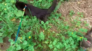 Котики на улице.