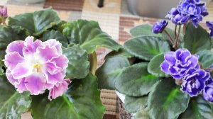 🌸Видеообзор на мой балконный цветник🪴