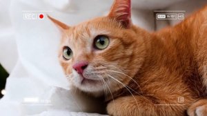 🐾 Мама-кошка подстригает шерсть на ферме и делает тигровую шапку для котят дома🐾🎩🐯