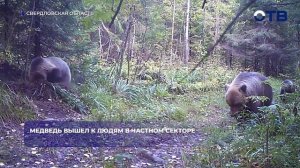 Медведь вышел к людям в частном секторе