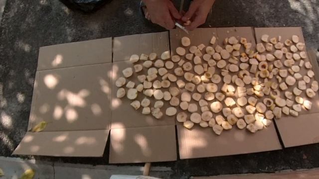 Садовод и Огородник