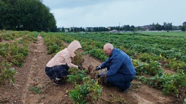 КАК ВЫЖИВАЮТ РУССКОЯЗЫЧНЫЕ НА ЗАГНИВАЮЩЕМ ЗАПАДЕ: копаем картошку на ферме в Америке под дождем