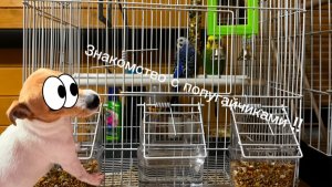 Знакомство с попугайчиками Вики