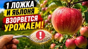 ЯБЛОКИ СТАНУТ ОГРОМНЫМИ, ЕСЛИ ДАТЬ ЭТО В ИЮЛЕ! ДОБАВЬТЕ 1 ДОЖКУ - ЯБЛОКИ БУДУТ С КУЛАК!