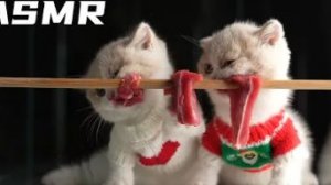 🐱 Малыш пробует мясо впервые Говяжий шашлык — реакция котёнка и АСМР-хруст