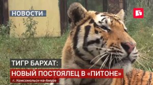 Новосёл с полосами: тигр Бархат знакомится с «Питоном».07/08/2026.