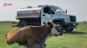 «Давайте разберемся»: Как молоко становится молочным продуктом на столах якутян