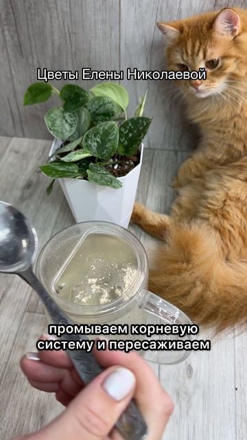 Как правильно пересадить СЦИНДАПСУС?
