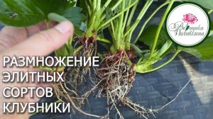 Размножение элитной клубники