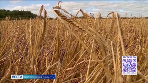 Вологодские аграрии приступили к уборке зерновых культур
