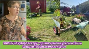 Жизнь на хуторе в жару - сушим, готовим, убираем. Зачем создали гибриды вместо сортов