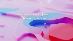 Кошка канадский сфинкс: особенности, характер