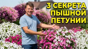 Петуния без заморочек — растёт сама, я только помогаю