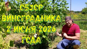 Обзор виноградника на 2 июля 2026 года