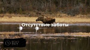 Крокодил, удав, 10 собак и 13 птиц: москвичка превратила квартиру в зоопарк