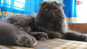 Царица перин