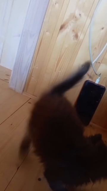 Тимоше нужна семья. 📱+7 916 331-85-38 Татьяна