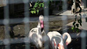 ПЕРВЕНЕЦ ФЛАМИНГО ВЫЛУПИЛСЯ В КРАСНОЯРСКОМ ЗООПАРКЕ