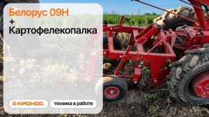Картофелекопалка к мотоблоку МТЗ 09Н в работе