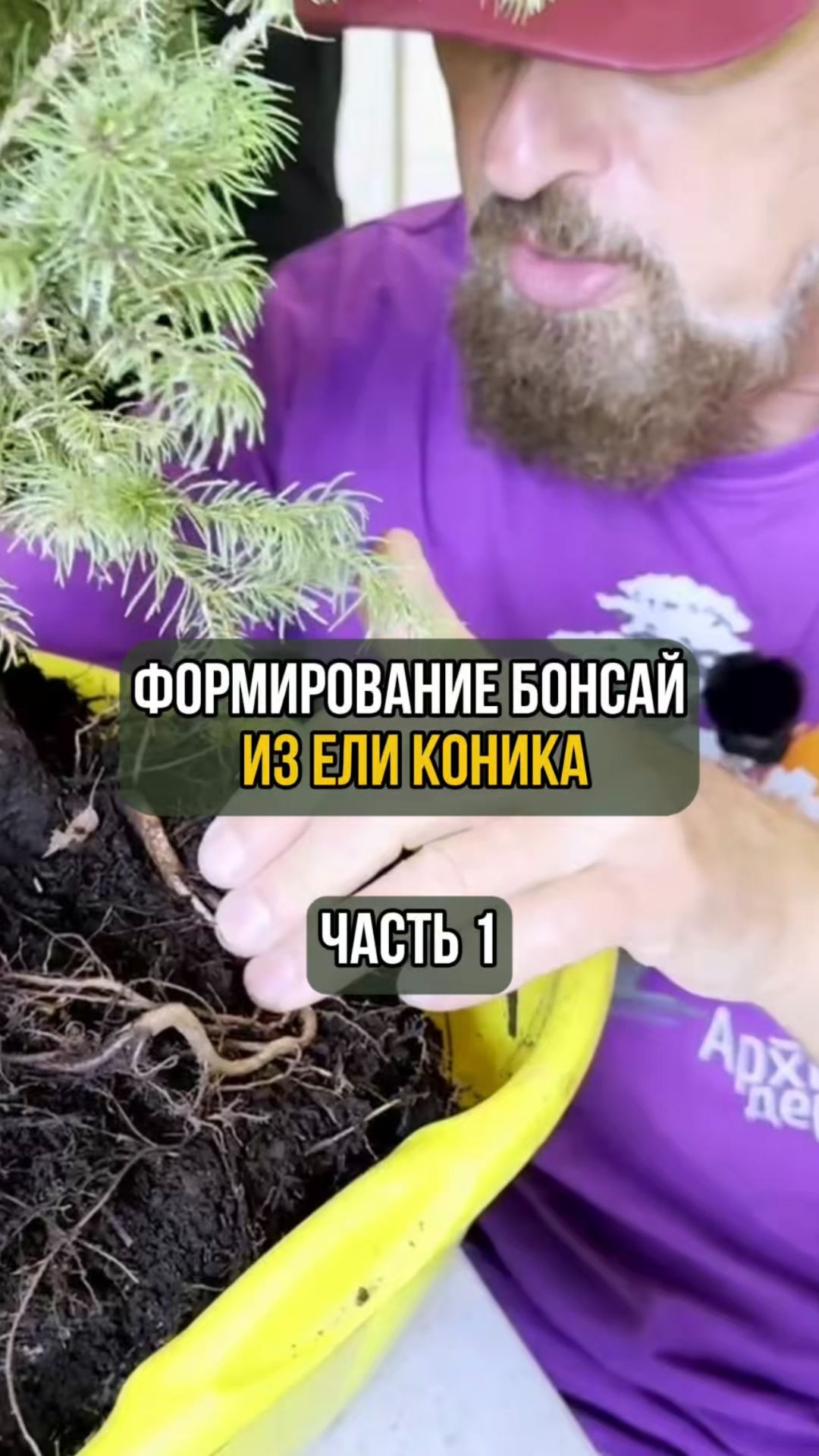 Формирование бонсай из ели коника. Часть 1