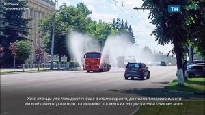 В Туле продолжают освежать улицы города
